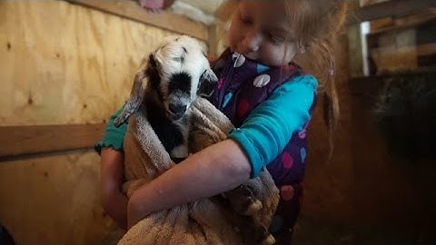 5 Year Old Delivers Babies! ~ Meysha Travis