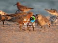 Empower Women to Save the Red Knot in Mexico