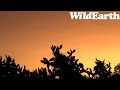 WildEarth - Sunrise  Safari - 10 July 2022