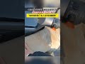 等紅綠燈的功夫竟被陌生狗狗扒車這該死的無處安放的魅力 拉布拉多除了主人以外和誰都熟 等紅綠燈的功夫竟被陌生狗狗扒車這該死的無處安放的魅力 拉布拉多除了主人以外和誰都熟