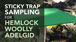 HOW TO: Sticky Trap Sampling for Hemlock Woolly Adelgid