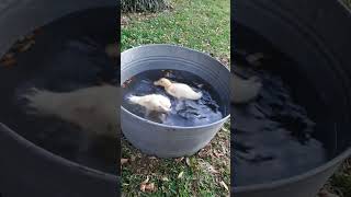 Duck Puppy || #shorts #shot #short #shortvideo #shortsvideo #shortsvideo #wildlife #duckpuppy