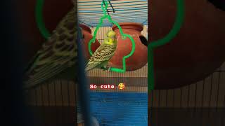 green parrot #birds #lovebird #lovebirdsfarming #blackfacebudgie #budgies #lifeisbutadream #pets