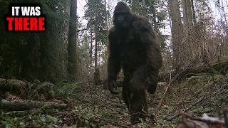 The Most Disturbing Bigfoot Encounters Ever Documented