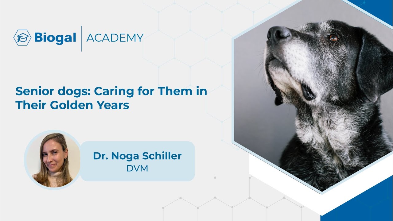 Senior dogs: Caring for Them in Their Golden Years - YouTube