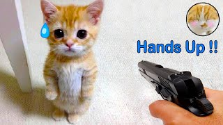 FUNNY CATS AND DOGS😸🐶   | BEST VIDEO ANIMALS OF THE WEEK EP2 😍