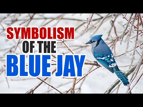 ვიდეო: რის სიმბოლოა ჯეი ჩიტები?