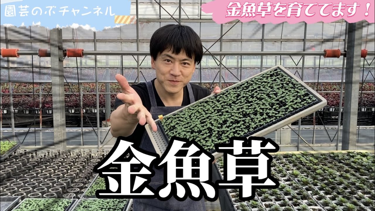 金魚草を育ててます【ガーデニング】【生産者】【園芸のぶチャンネル】