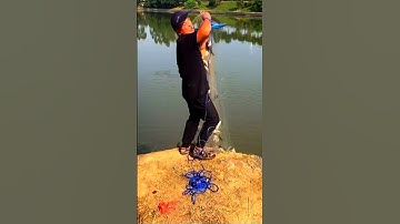 traditional net fishing in the lake #fishing #fish #net #catch