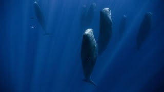 How Can Whales Hold Their Breath For So Long?