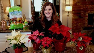 Poinsettia Care Guide ❤️🌿 // Garden Answer