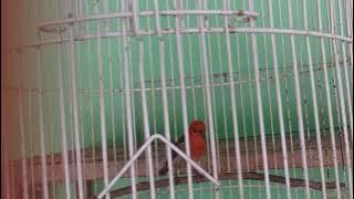 Burung madu myzomela gacorrr.