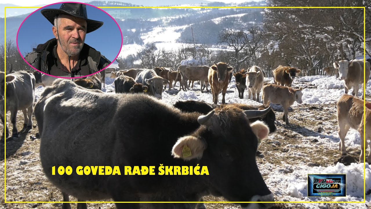 - KRALJ STOČARA RAĐA ŠKRBIĆ  I NJEGOVIH 100 GOVEDA U EXTREMNIM ZIMSKIM USLOVIMA