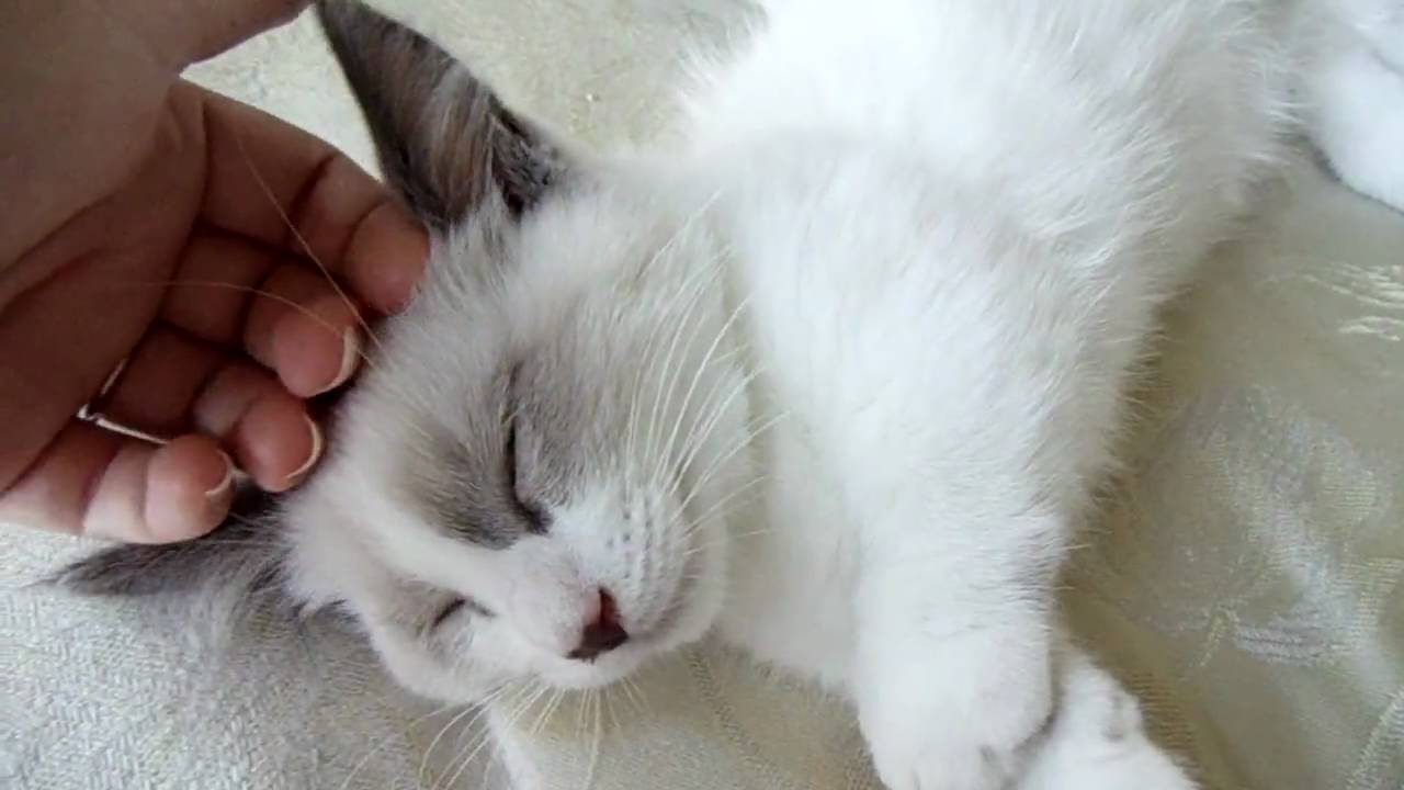 Chunk- ragdoll munchkin kitten falling asleep - YouTube