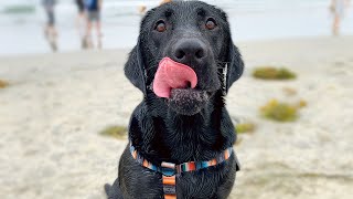 MY LABRADORS BEST MOMENTS!! (Very Cute) by Runner The Labrador 7,683 views 1 year ago 8 minutes, 27 seconds