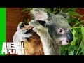 Crikey The Koala Is Ready To Be Released Into The Wild | Dodo Heroes