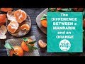 Fresh Things: The Difference Between a Mandarin and an Orange