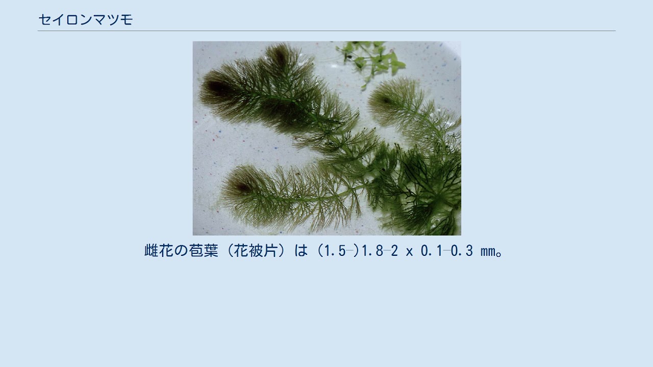 セイロンマツモ Youtube