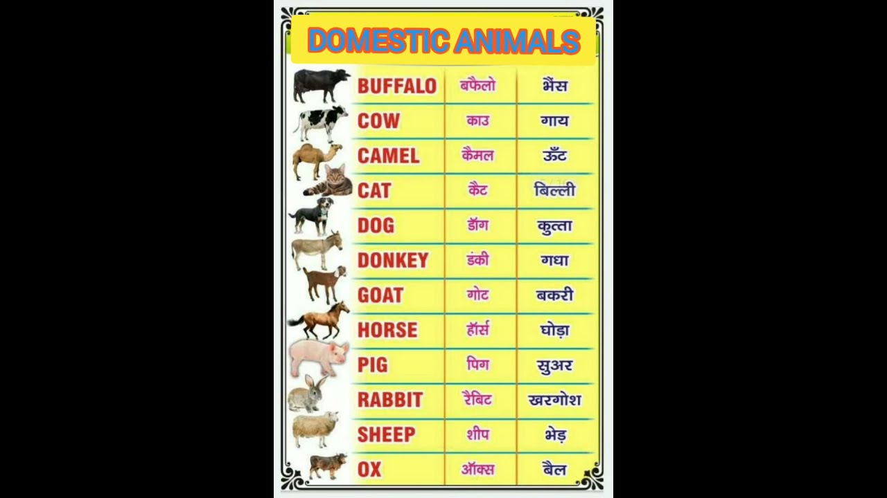 Domestic Animals Name With Pictures English Youtube Shorts