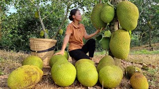 Harvest the jackfruit garden and bring it goes to the market to sell | Triệu Thị Dất