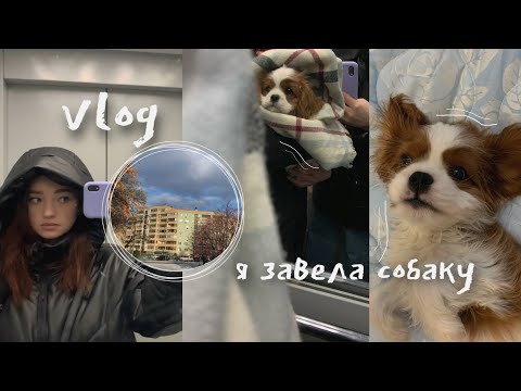 VLOG | Мой день | Я завела собаку | Учёба, универ