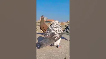 لحظة وضع بيضة الحمام 