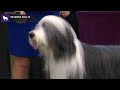 Bearded Collies | Breed Judging 2020 の動画、YouTube動画。