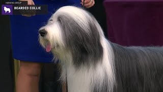 Bearded Collies | Breed Judging 2020