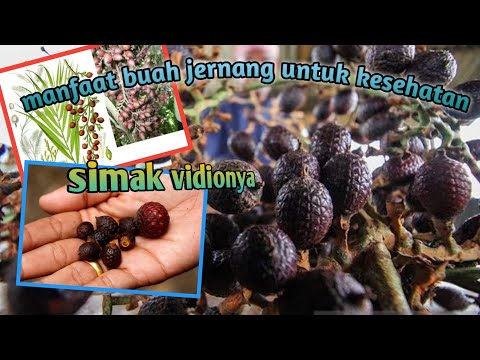Khasiat Buah Rotan