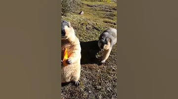 Два суслика едят морковь #Shorts