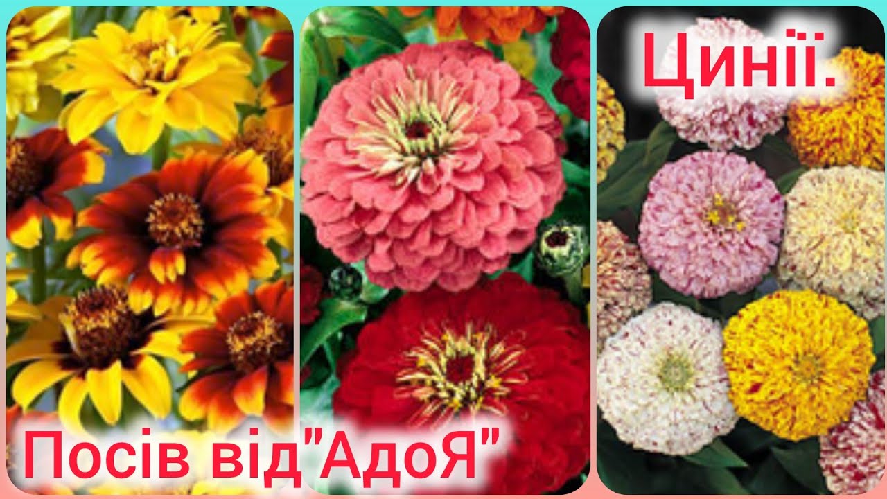 ✨МАЙОРИ(ЦИНІЇ)ОДНОРІЧНІ ПРЕКРАСНІ КВІТИ🌺ПОСІВ ВІД "А ДО Я".ОКРАСА САДОЧКУ ВЕСЬ СЕЗОН🌿