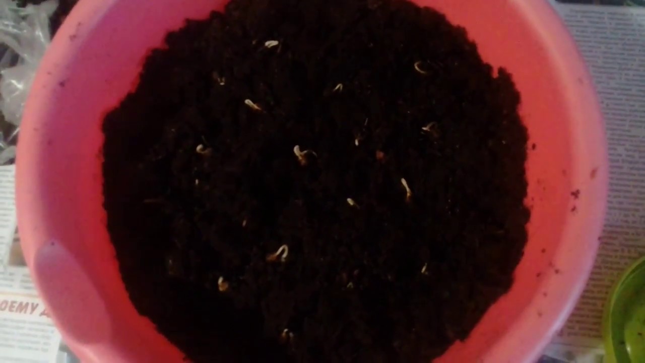 Размножение винограда семенами. Самый легкий способ. часть1. 11.03.2018г.