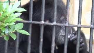 Chimpanzee Romeo Display at Tokuyama Zoo