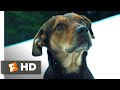 A Dog's Way Home (2018) - The Avalanche Scene (5/10) | Movieclips