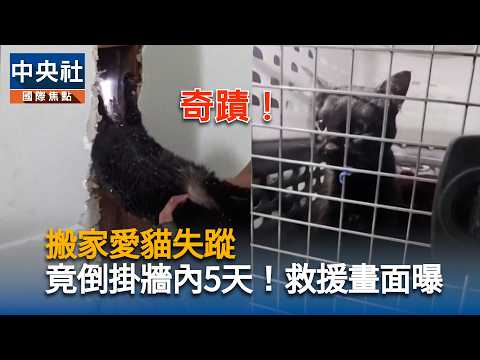 Missing Cat Trapped in Wall for 5 Days During Move Survives by Eating Insulation; Rescue Footage ...