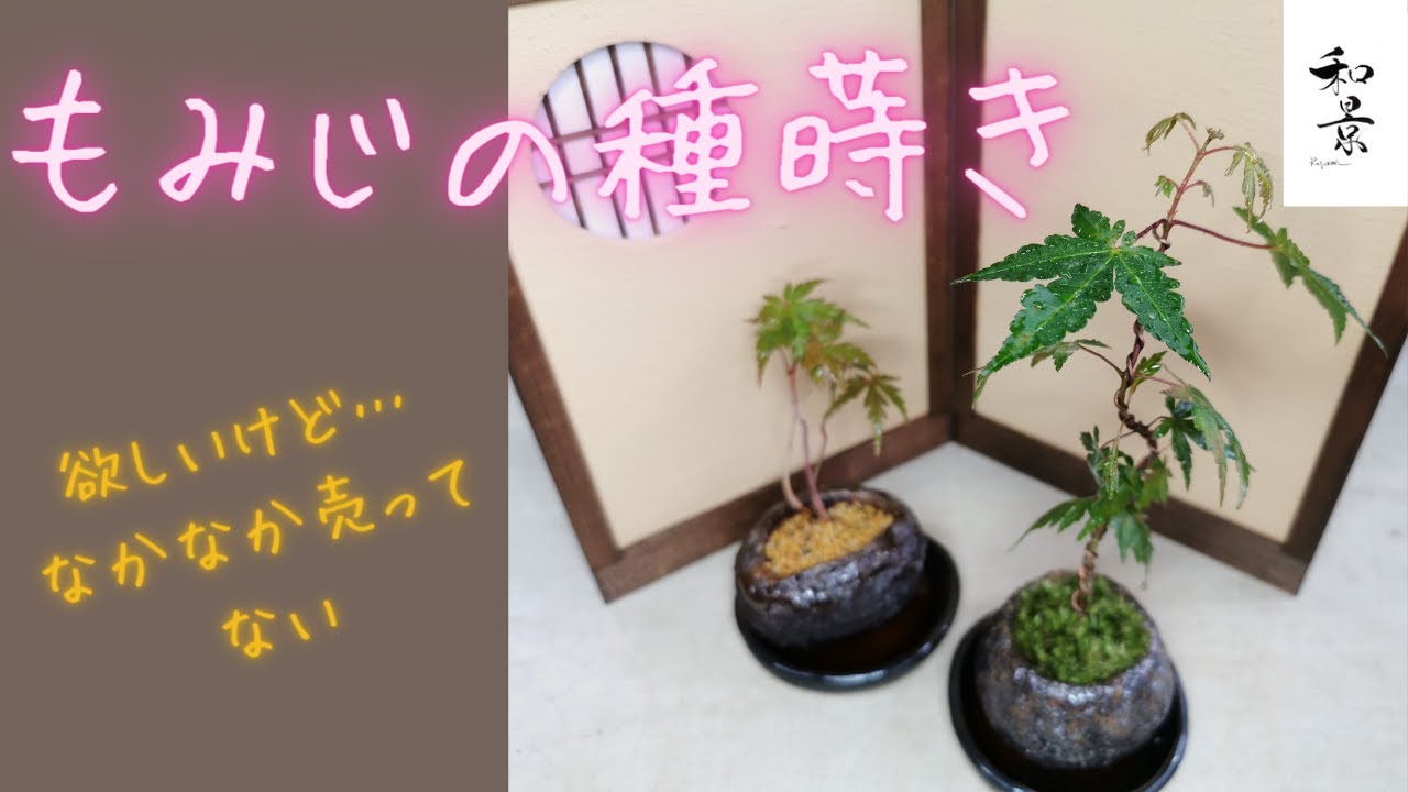 Where can I buy it?! Let's try growing a popular yet surprisingly