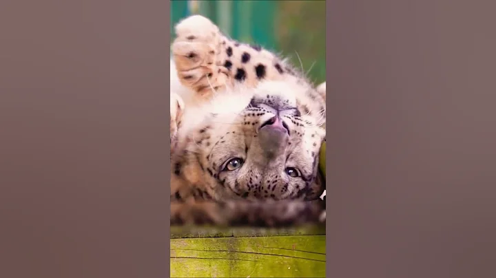 Video 11639361: cat snow leopard, cat gently