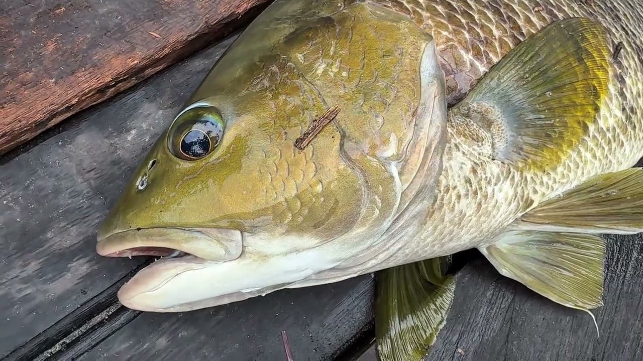 Spottail Bass fishing during dry season in the end of 2025