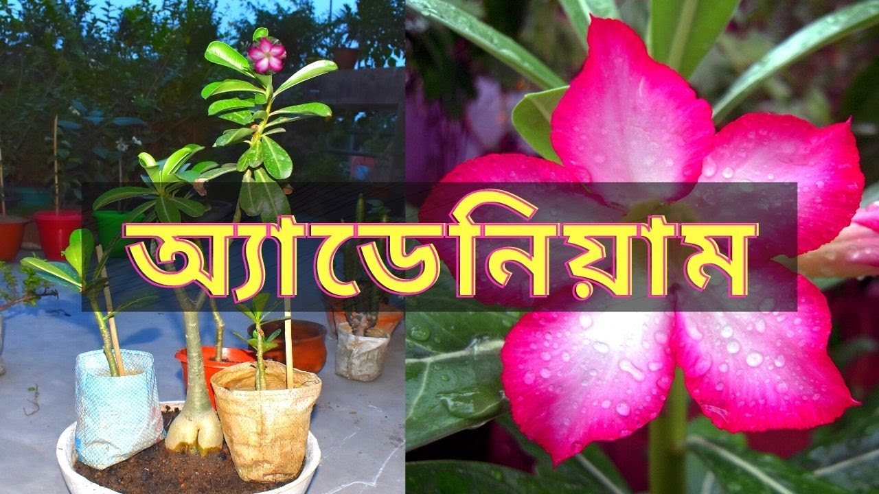All about ADENIUM | Repot Propagate from Cutting | Care | Desert Rose