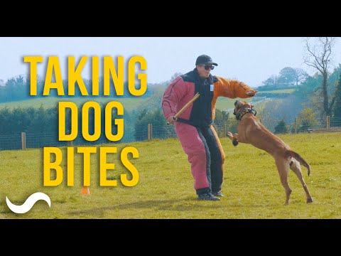 LEARNING TO GET BIT - PSA DECOY DEVELOPMENT CAMP, UK