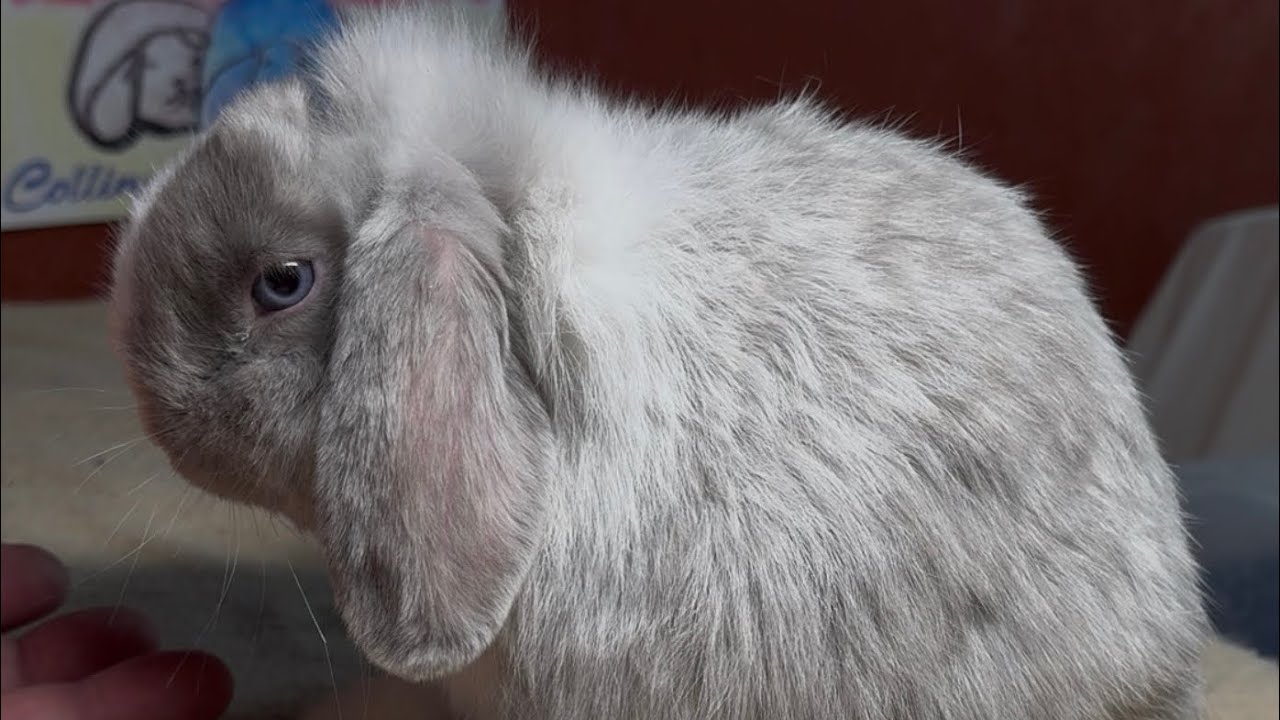 Cantata & Natsume Holland Lop Litter 2 months 18 days old