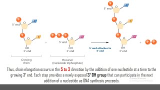 05 | DNA Replication | DNA Synthesis in BacteriaInvolves Five Polymerasesas Well as Other Enzymes