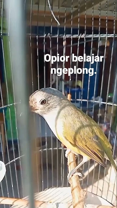 opior jawa belajar ngeplong bukak paruh