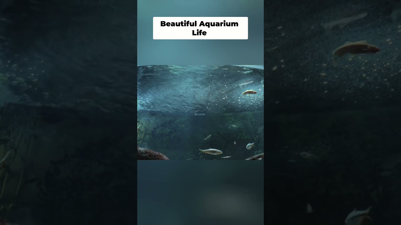 Dreamy Aquarium Vibes Tiny Fish, Lush Plants, Pure Serenity