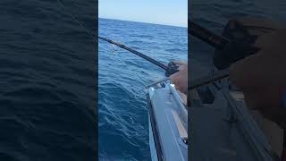Arm stretching action. High fin Amberjack