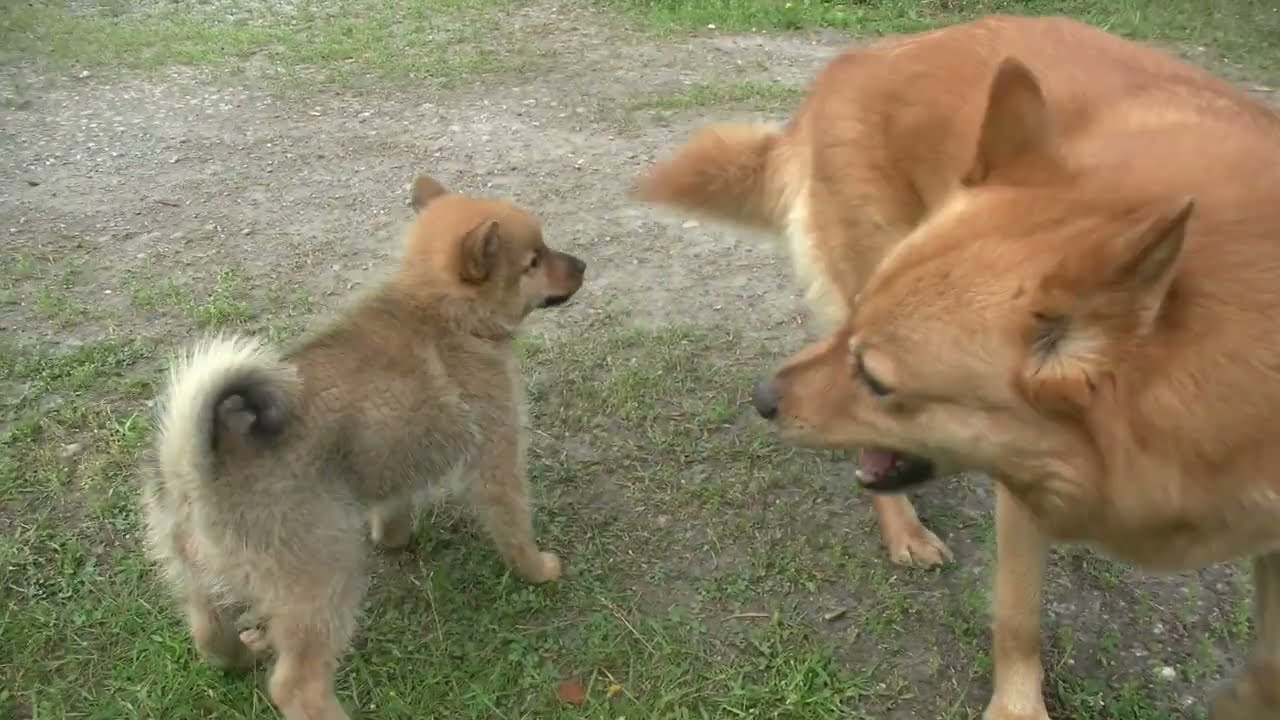 Suomenpystykorva Martta ja Kerttu