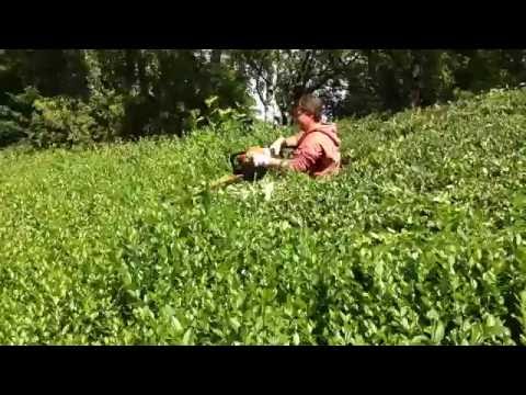 Бензинов храсторез STIHL HS 82 R - 75 см - ПРОМО #YfMITMhzbRY