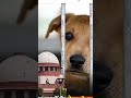Supreme court landmark order on straydogs #yt #ytshorts #Doglovers #dogs #supremecourt #Delhincrdogs
