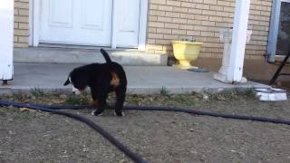 Bernese mountain dog puppy meets Alaskan malamute