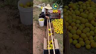 🍎 Amazing Fruit Sorting Machine Watch Fruits Get Separated by Size in Seconds #shorts #fruits #viral